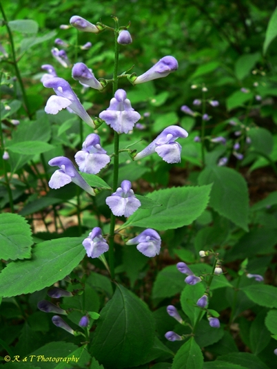 {Scutellaria serrata}